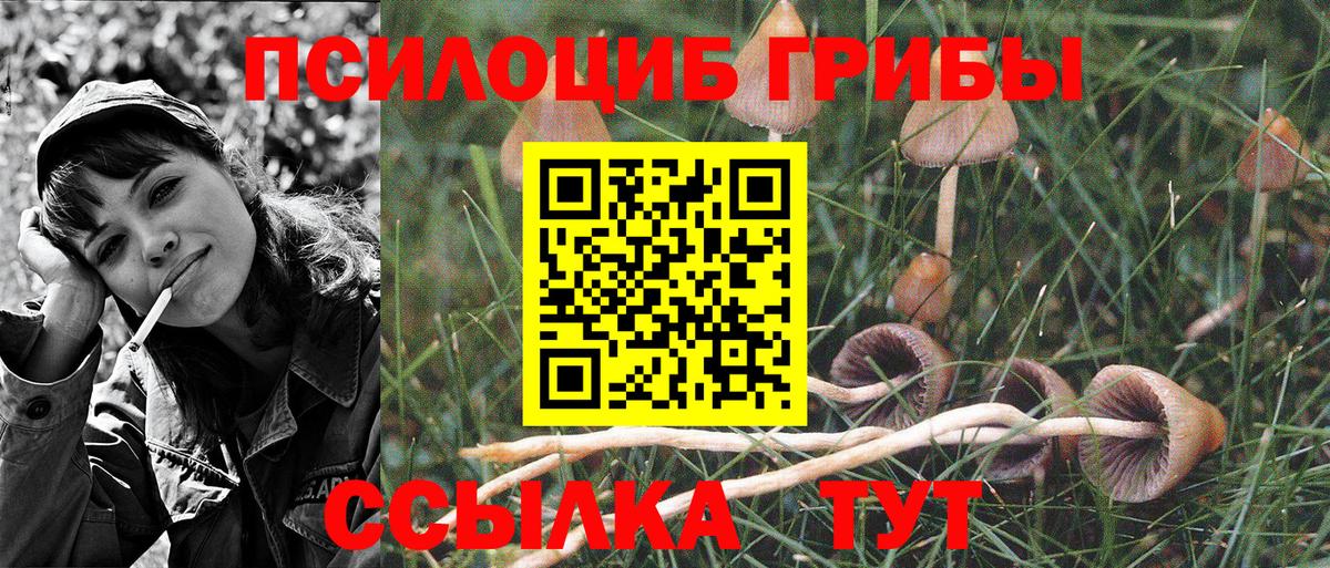 Галлюциногенные грибы Psilocybe Курск